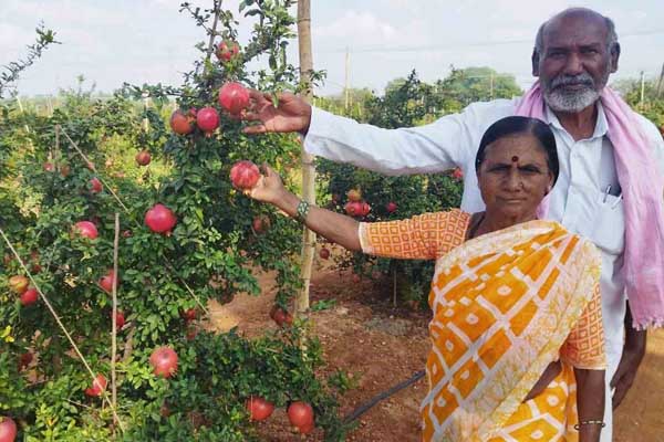 ಇಳಿ ವಯಸ್ಸಿನಲ್ಲೂ ದಾಳಿಂಬೆ ಕೃಷಿ ಮಾಡಿ ಯಶಸ್ಸು ಕಂಡ ಕೋಟೆ ನಾಡಿನ ದಂಪತಿ!
